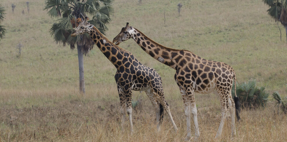 Giraffe tra le palme nel parco delle cascate Murchison