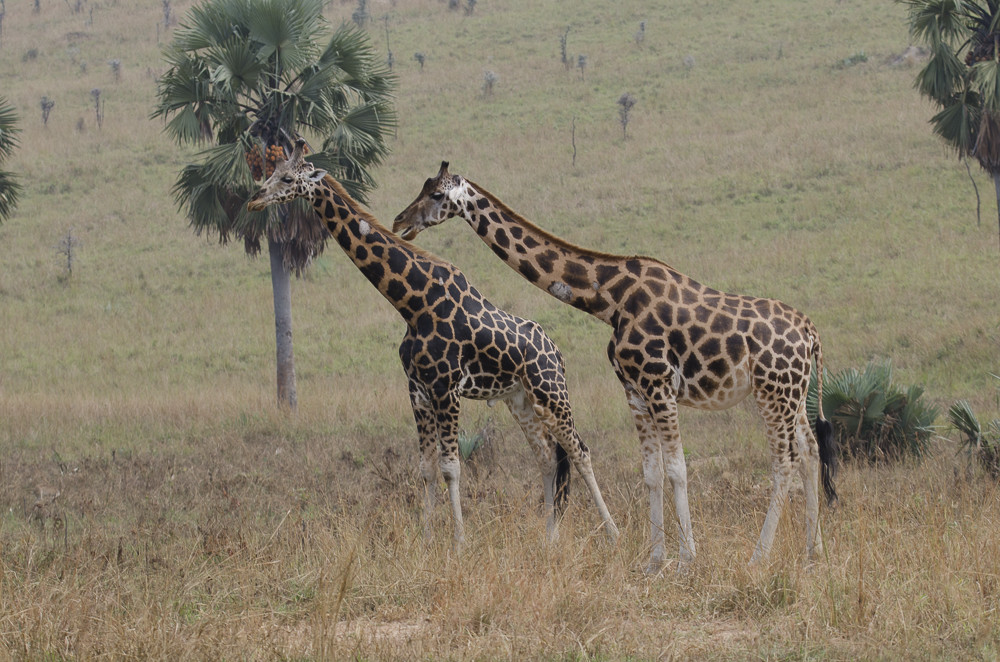 Giraffe tra le palme nel parco delle cascate Murchison